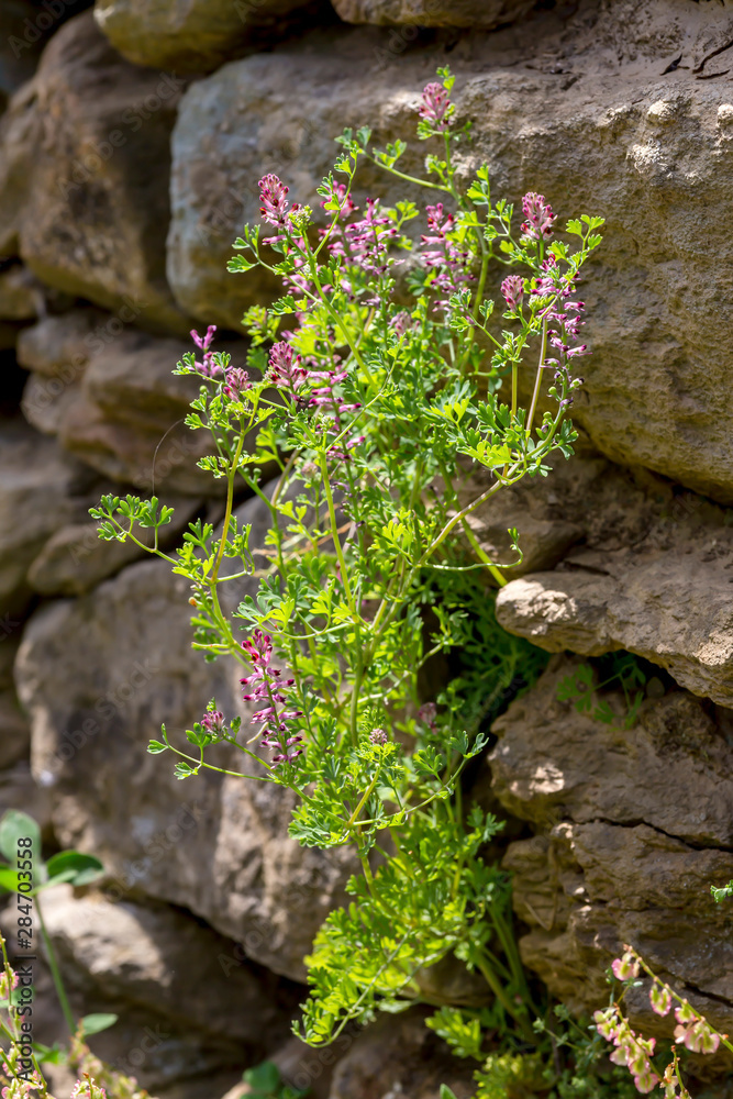 Useful plant (Fumaria officinalis) with pink flowers grows close-up