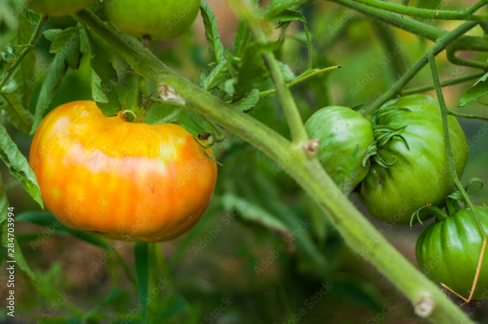 Fototapeta premium orange tomato grows on a bush. Home production. environmentally friendly product with vitamins.