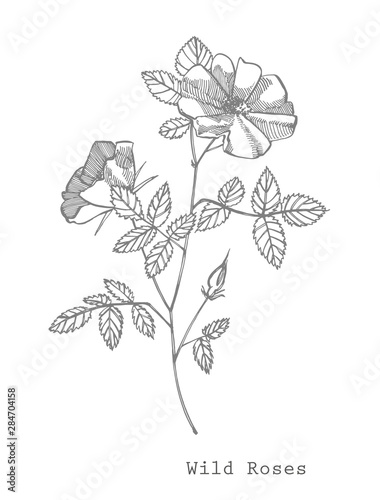 Wild rose flowers drawing and sketch illustrations. Decorative floral set for fabric, textile, wrapping paper, card, invitation, wallpaper, web design