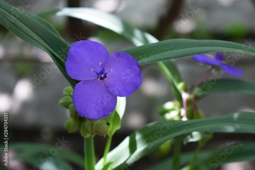 Tradescantia Andersoniana or Spiderwort blue flowers, family Commelinaceae. photo