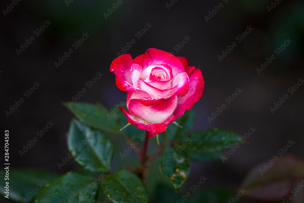 rose in the garden rose in the garden