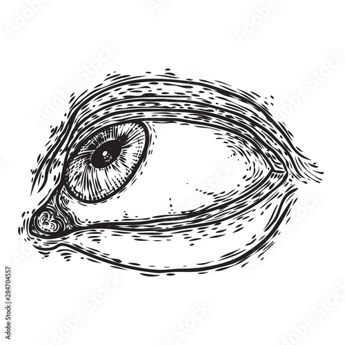 Hand drawn human eye with iris as element of All seeing eye of providence variation.  Blackwork tattoo flash of Masonic symbol design. Sacred religion, spirituality and occultism. Vector.