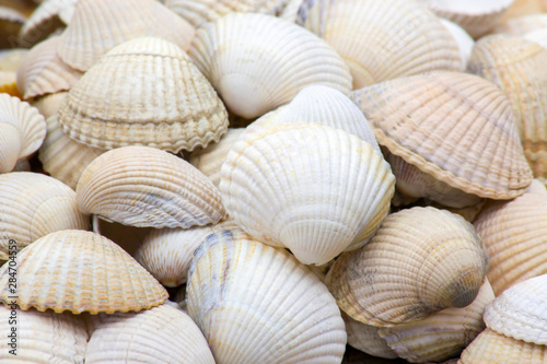 sea shells background