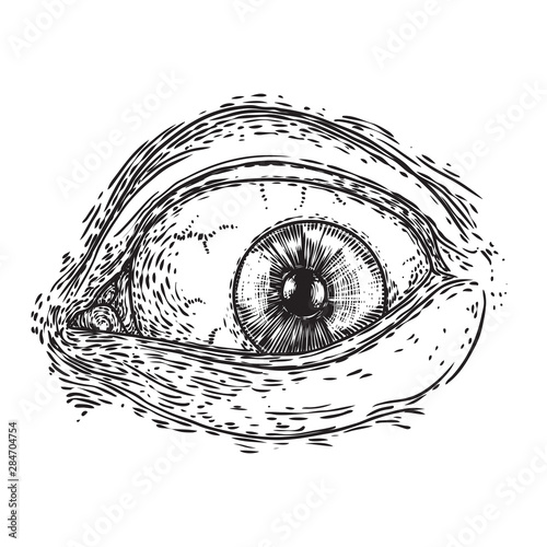 Hand drawn human eye with iris as element of All seeing eye of providence variation.  Blackwork tattoo flash of Masonic symbol design. Sacred religion, spirituality and occultism. Vector.
