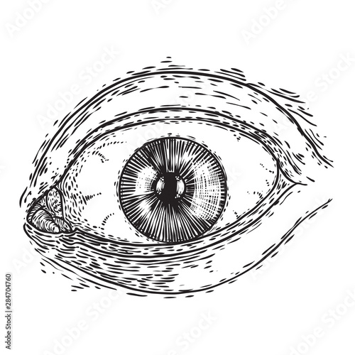 Hand drawn human eye with iris as element of All seeing eye of providence variation.  Blackwork tattoo flash of Masonic symbol design. Sacred religion, spirituality and occultism. Vector.