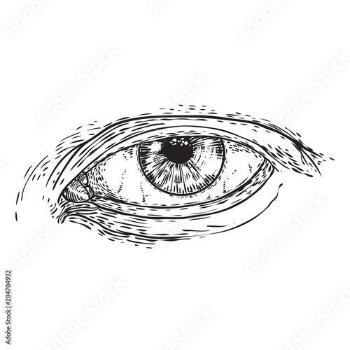 Hand drawn human eye with iris as element of All seeing eye of providence variation.  Blackwork tattoo flash of Masonic symbol design. Sacred religion, spirituality and occultism. Vector.
