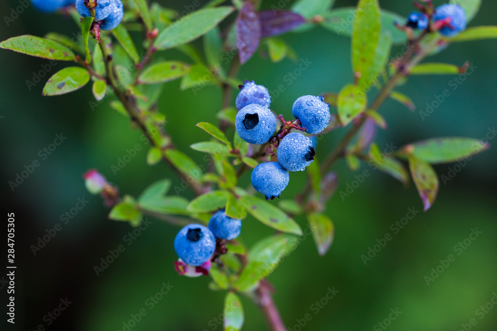 Wild Blueberries Vaccinium angustifolium, commonly known as the wild lowbush blueberry Wild Blueberries Vaccinium angustifolium, commonly known as the wild lowbush blueberry