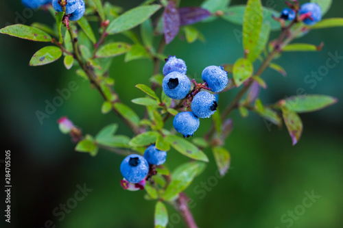 Wild Blueberries Vaccinium angustifolium, commonly known as the wild lowbush blueberry