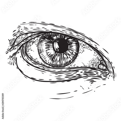 Various drawing of the all seeing eye in different direction and emotion. The symbol of the Masons as an option design element. Human vision. Vector.