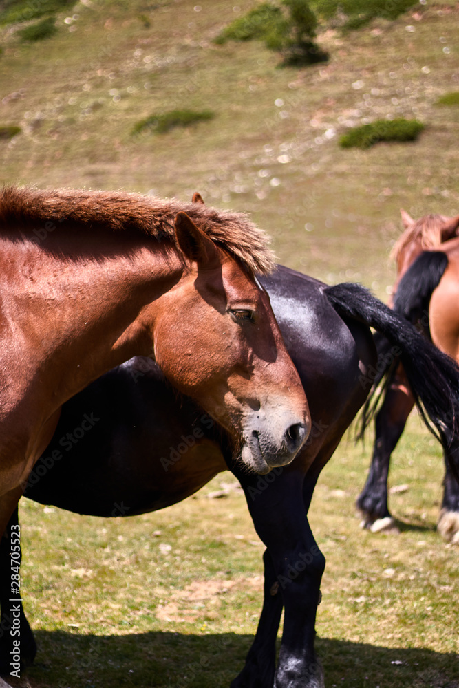 Obraz premium Brown horse with other horses
