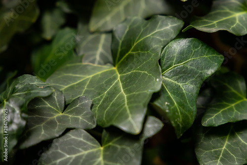 ivy leafes