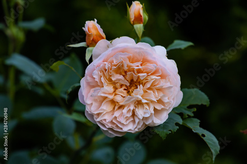 blossoming white rose