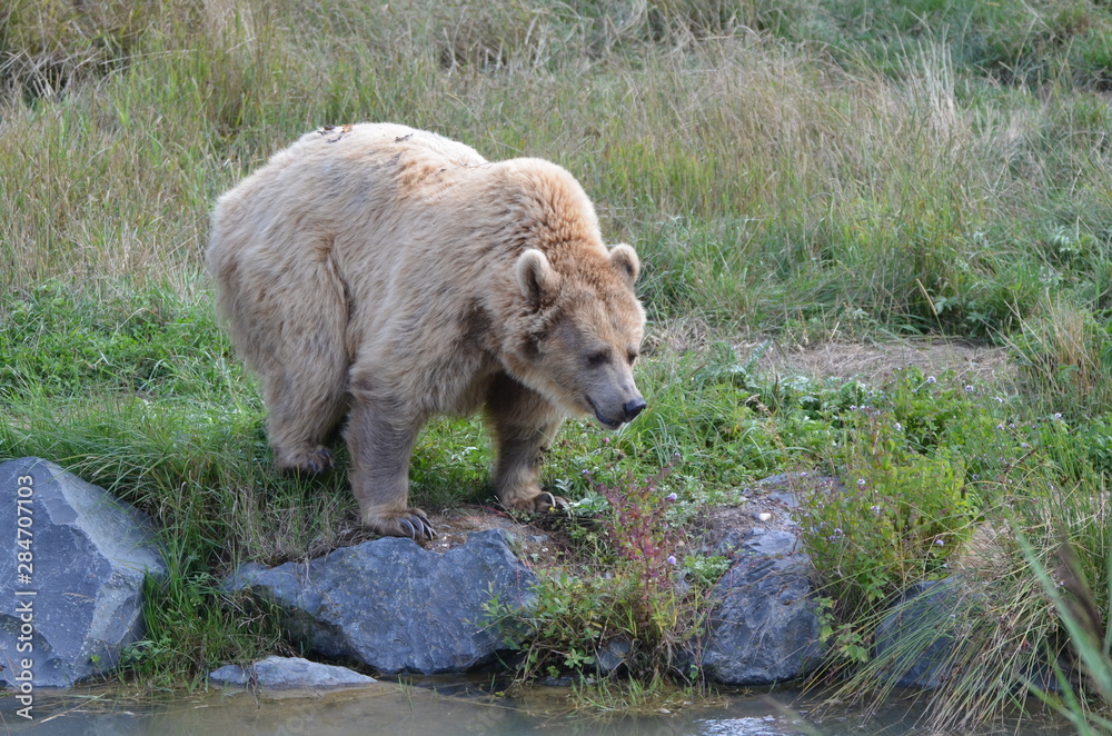 Ours brun femelle (Ursus arctos) Ours brun femelle (Ursus arctos)