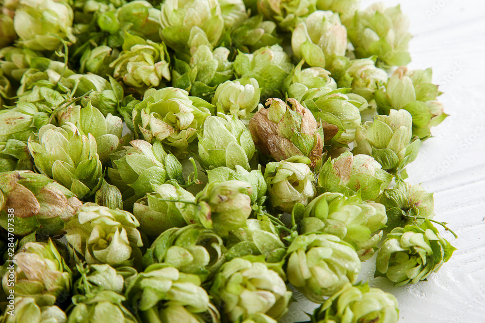 Close up view on green hop on white background. Copy space for design. Selective and soft focus. Beer and hope concpet Close up view on green hop on white background. Copy space for design. Selective and soft focus. Beer and hope concpet