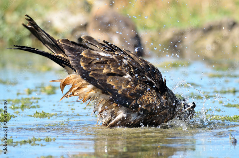 Fototapeta premium Milano negro (Milvus migrans)