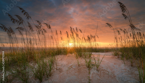Fototapeta Naklejka Na Ścianę i Meble -  Beautiful sea oats on a Florida beach dune at sunrise