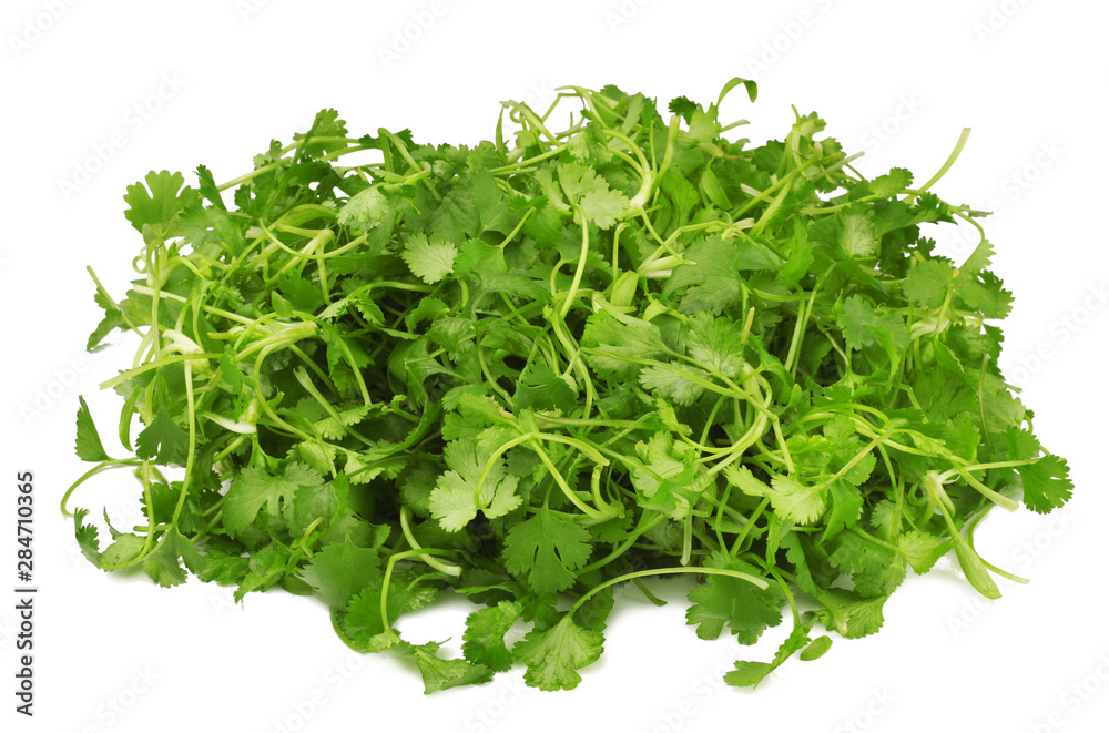Cilantro isolated on white, top view. Cilantro isolated on white, top view.