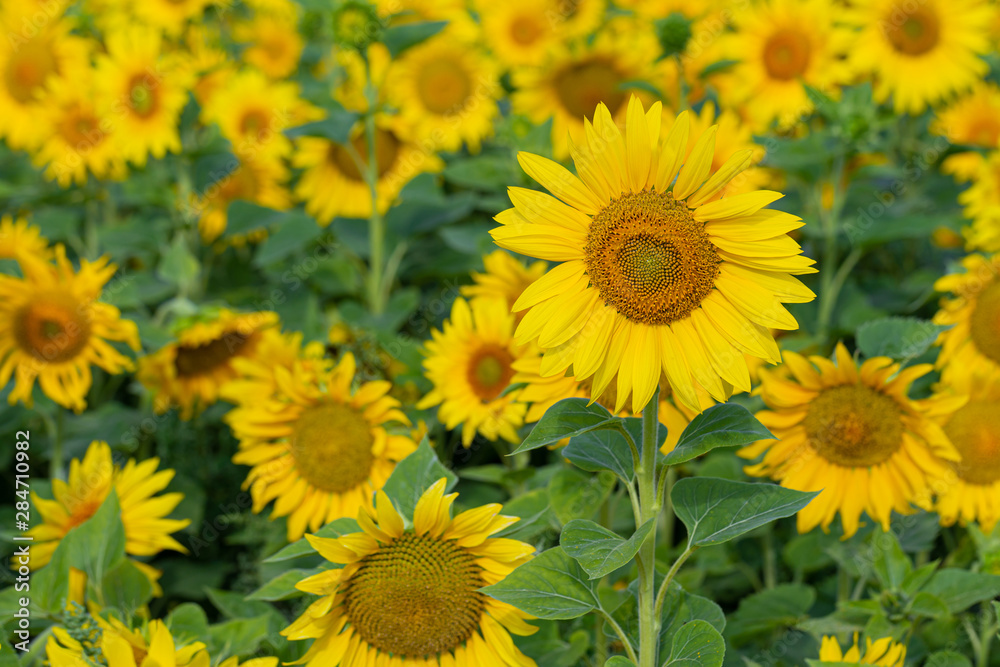 Sunflower flower for use as a background.