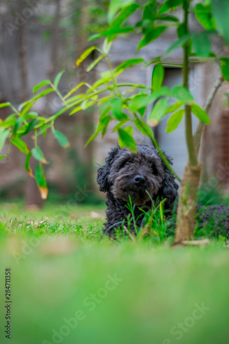 Wallpaper Mural Caniche - Mascota Torontodigital.ca