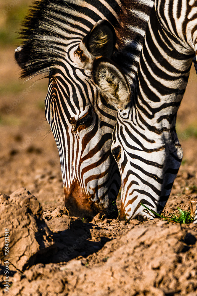 Fototapeta premium Zebras im Abendlicht