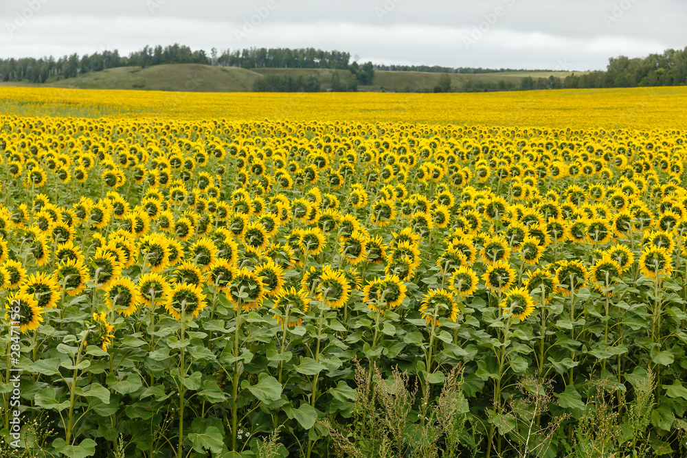 Obraz premium Sunflower field with cloudy sky, sunflowers are turned the other way