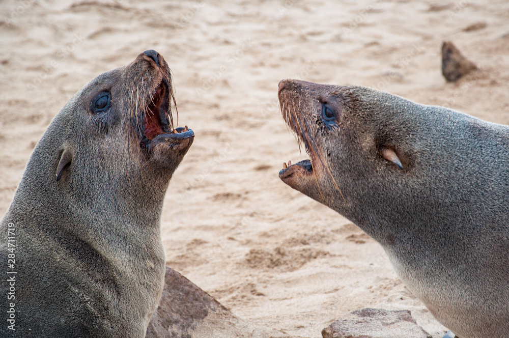 Naklejka premium Angry cape fur seals at the Cape Cross Seal Reserve on Namibia's Skeleton Coast