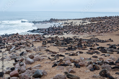 Cape fur seals on the beach at the Cape Cross Reserve in Namibia 