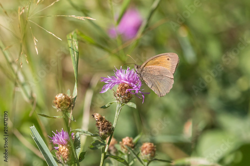 Closeup view of the Meadow brown butterfly feeding on purple flower in meadow. Horizontally. 
