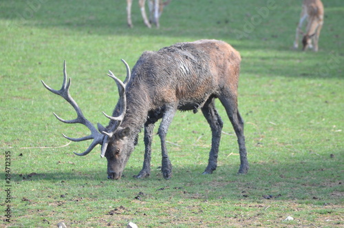 Cerf   laphe  Cervus elaphus 