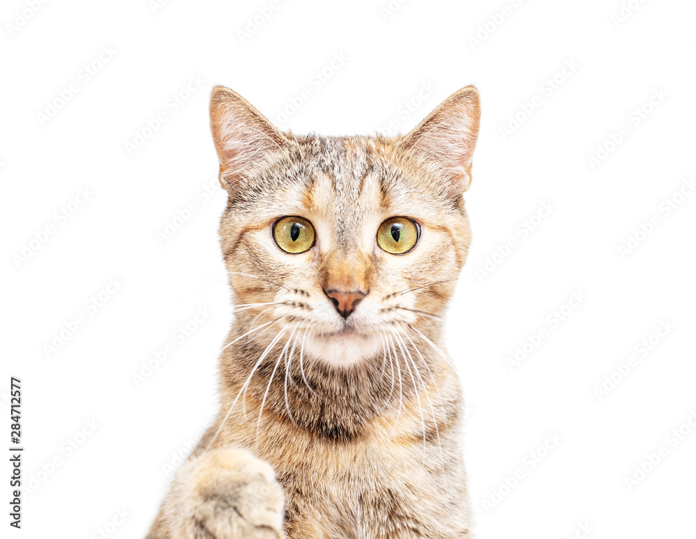 Portrait of cute cat, staring at camera.
