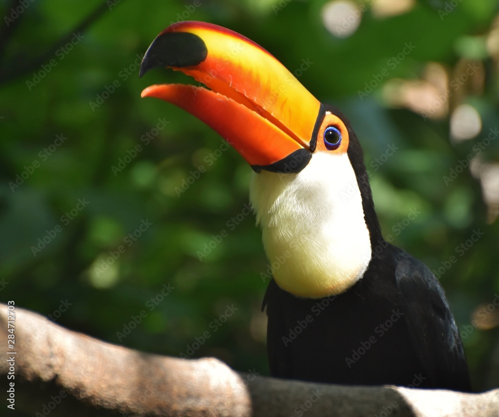 Fototapeta premium A toucan in a jungle rainforest