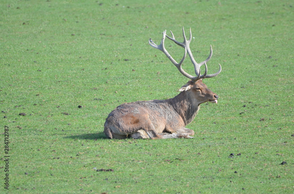 Naklejka premium Cerf élaphe (Cervus elaphus)