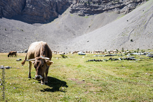 Beautiful cow on the mountaind of the Pyrenees photo