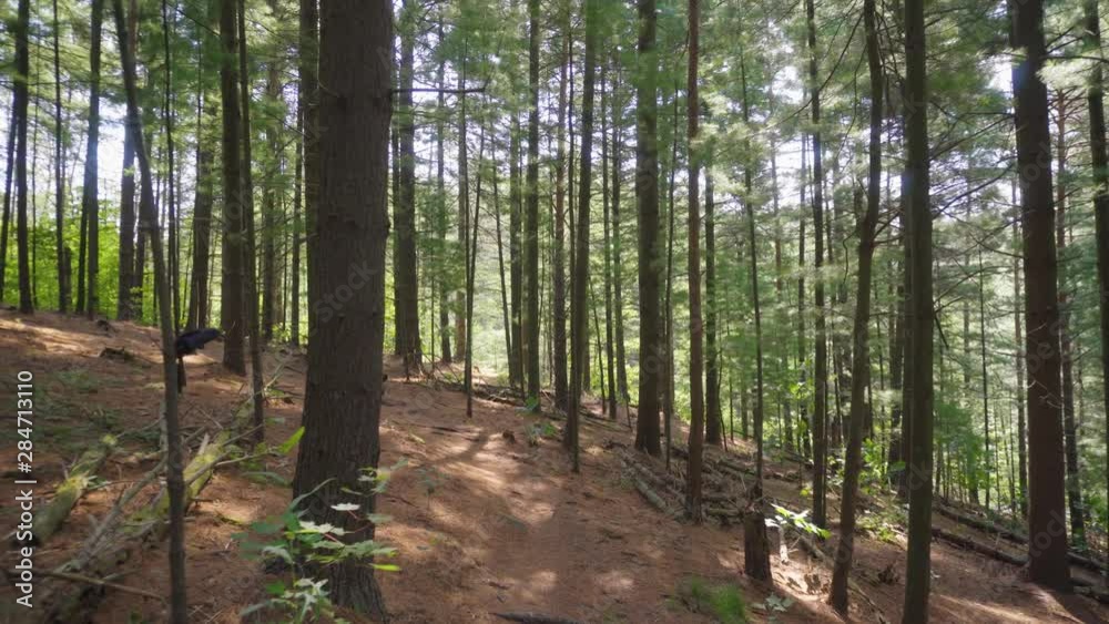 A view walking in the sunny Pennsylvania wilderness. Pine needles and downed tree trunks litter the forest floor. A view walking in the sunny Pennsylvania wilderness. Pine needles and downed tree trunks litter the forest floor.