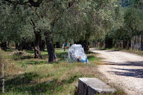 watering olive plantation