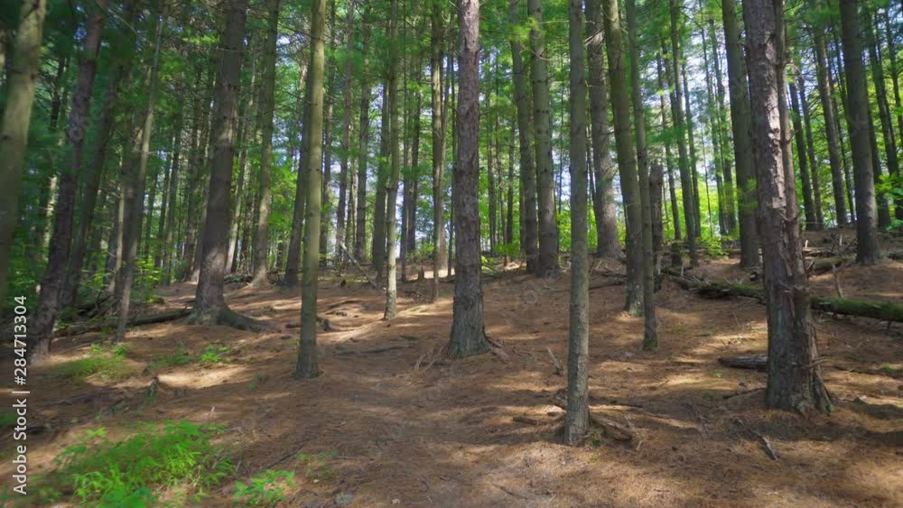 A view walking in the sunny Pennsylvania wilderness. Pine needles and downed tree trunks litter the forest floor. A view walking in the sunny Pennsylvania wilderness. Pine needles and downed tree trunks litter the forest floor.