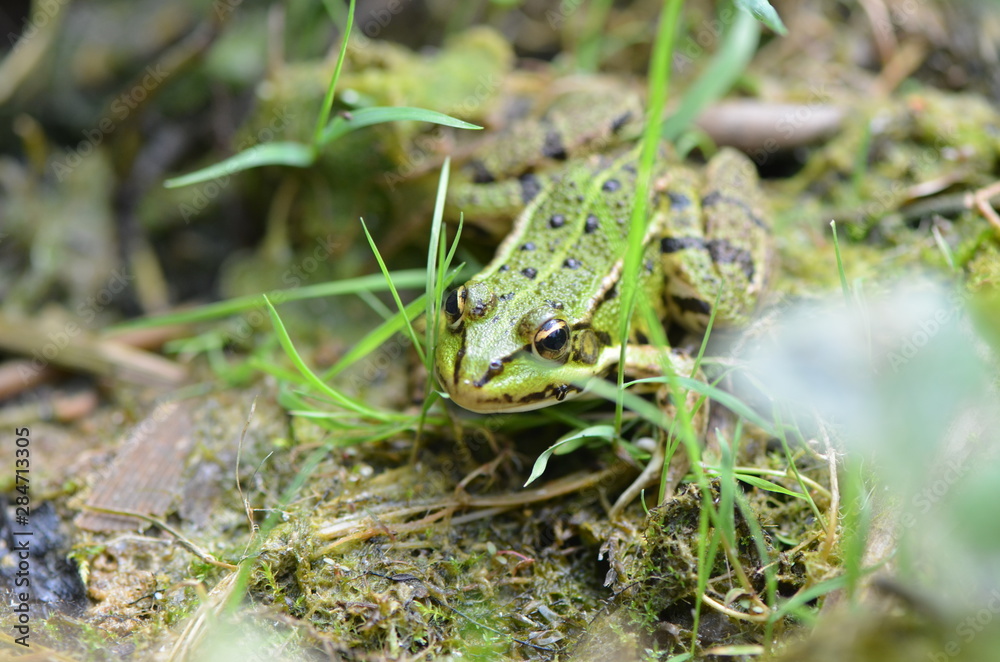 Grenouille verte (Rana esculenta)