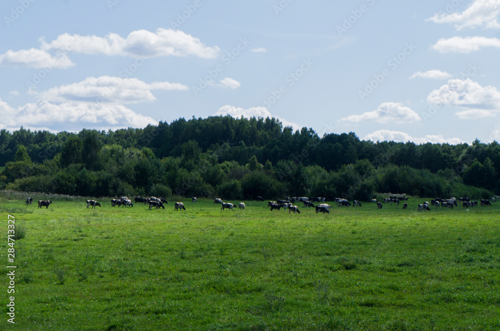 A herd of cows graze in a green field. A herd of cows graze in a green field.