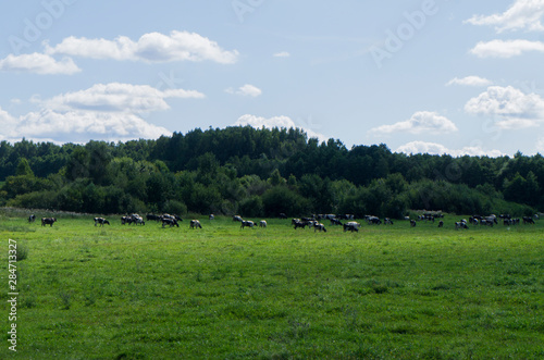 A herd of cows graze in a green field.