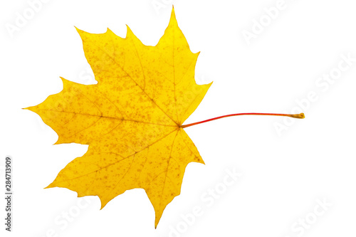 Bright autumn maple leaf on a white background. Autumn maple leaf isolated on white background