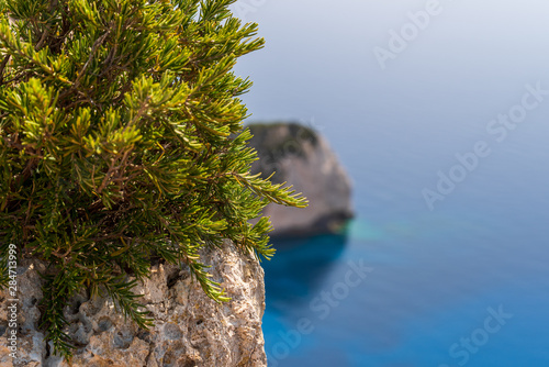 Green branches of bushes on a rock in the foreground, cliff and sea out of focus in the background