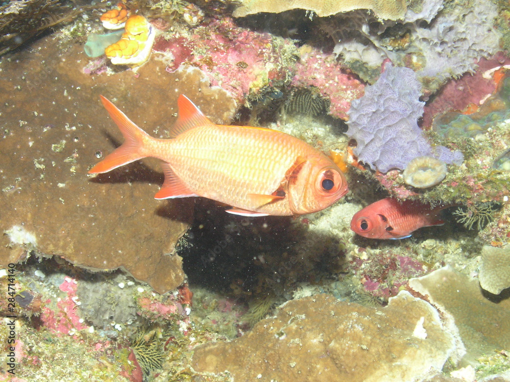 Naklejka premium Epaulette Soldierfish (Myripristis kuntee)