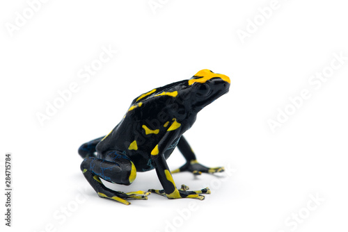 The dyeing dart frog isolated on white background