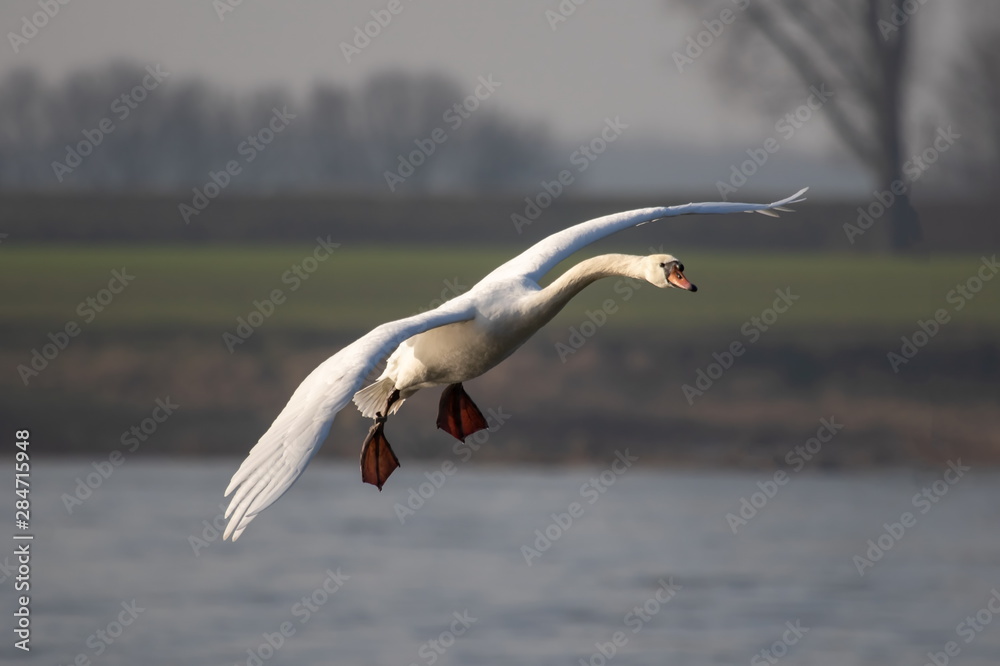 Fototapeta premium Höckerschwan