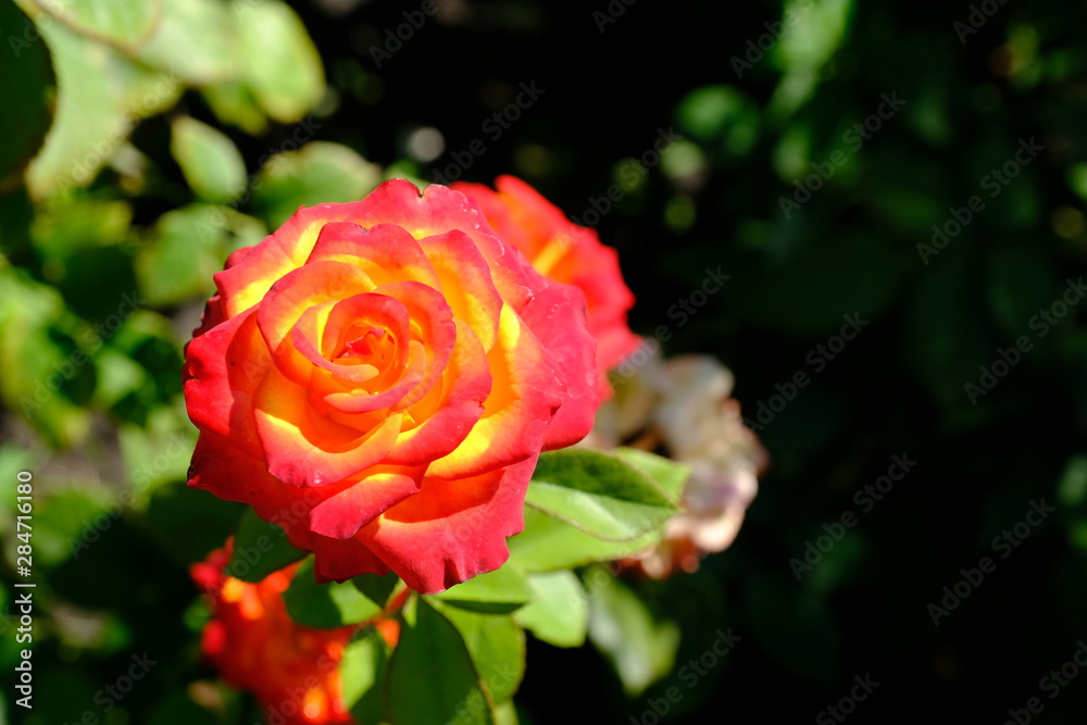 Blooming rose in the park for your design Blooming rose in the park for your design