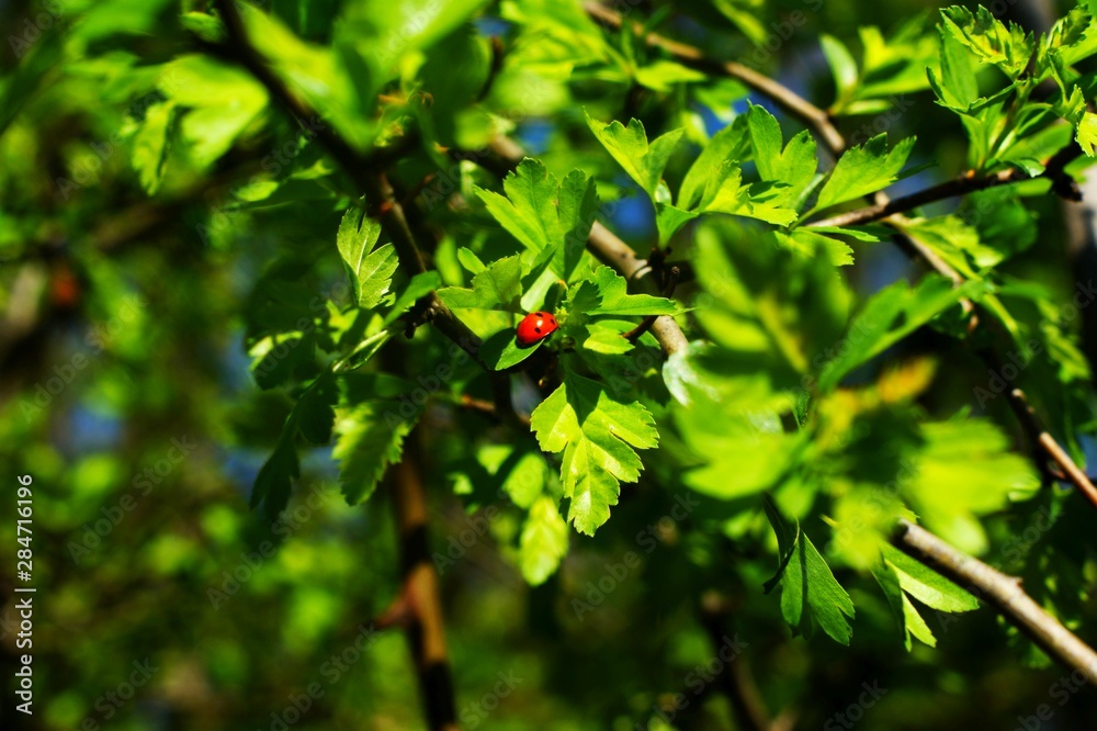 Background from green Fir tree branch. Fluffy young Background from green Fir tree branch. Fluffy young