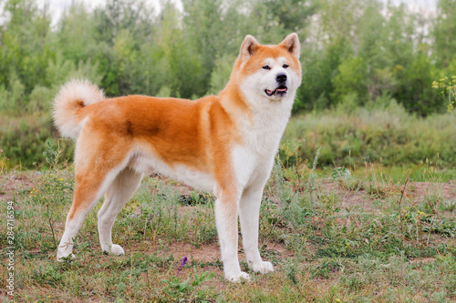 Male purebred Japanese dog Akita inu