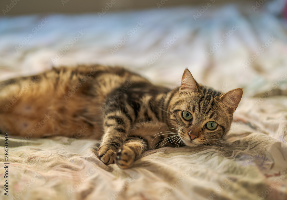 Beautiful short hair cat lying on the bed at home Beautiful short hair cat lying on the bed at home