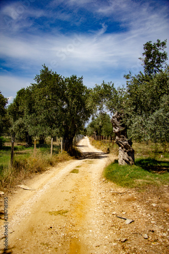 lonely road in the olive groves