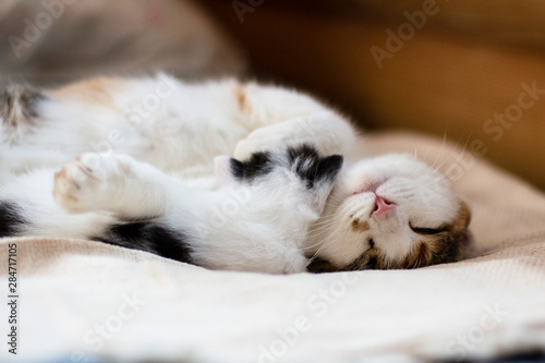 tri-colour pedigree pet cat sleeps with her kitten